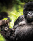 Africa’s Best Stays